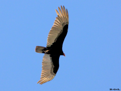 CUERVO CABEZA ROJA (Cathartes aura) - Punta negra- MALDONADO (Diciembre 2009)