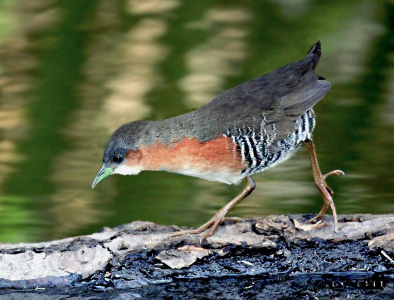 BURRITO PATAS VERDES (Laterallus melanophaius) - Parque Rivera-MONTEVIDEO (Julio 2011)