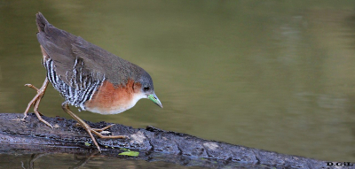 BURRITO PATAS VERDES (Laterallus melanophaius) - Parque Rivera-MONTEVIDEO (Julio 2011)