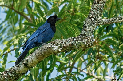 URRACA AZUL (Cyanocorax caeruleus)  - Florianòpolis - BRASIL (Enero 2023)