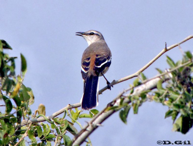 CALANDRIA TRES COLAS (Mimus triurus)  - Faro de Punta Carretas- MONTEVIDEO (Mayo 2011)