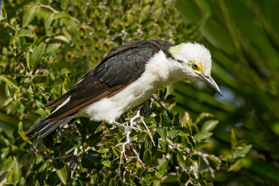 CARPINTERO BLANCO (Melanerpes candidus) - Humedales del Santa Lucìa - MONTEVIDEO (Junio 2024)