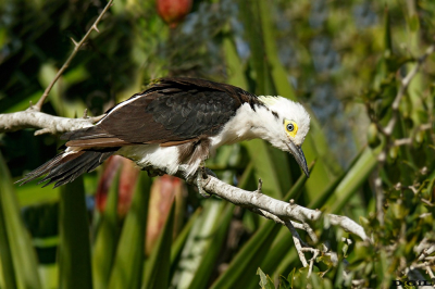 CARPINTERO BLANCO (Melanerpes candidus) - Humedales del Santa Lucìa - MONTEVIDEO (Junio 2024)