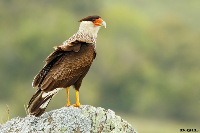 CARANCHO (Caracara plancus) - Sierra de Las Animas - LAVALLEJA (Marzo 2022)