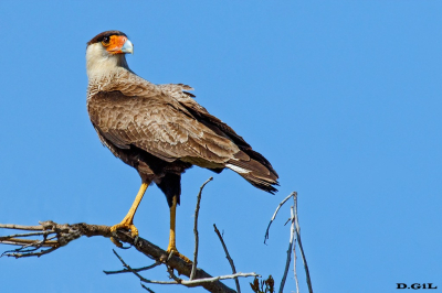 CARANCHO (Caracara plancus) - Playa Penino - SAN JOSÈ (Agosto 2019)