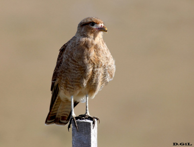 CHIMANGO (Milvago chimango) - Campo sobre Ruta 12-MALDONADO (Mayo 2012)