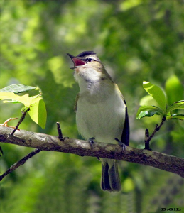 CHIVÍ (Vireo chivi) - Parque Lecocq-MONTEVIDEO (Octubre 2009)