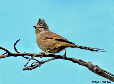 COLUDITO COPETÓN (Leptasthenura platensis) - Faro de Punta Carretas-MONTEVIDEO (Junio 2010)