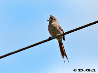 COLUDITO COPETÓN (Leptasthenura platensis) - Campo en El Colorado-CANELONES (Octubre 2011)