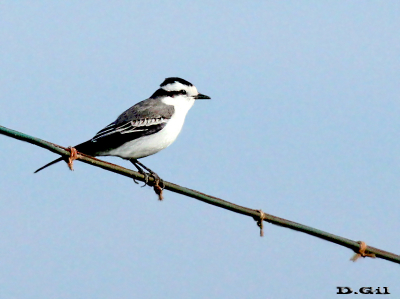 VIUDITA CORONADA (Xolmis coronatus) - Rincón de Vignoli-FLORIDA (Mayo 2010)