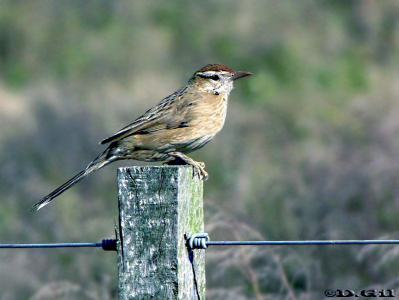 ESPINERO (Anumbius annumbi)  - Campo en Progreso-CANELONES (Julio 2010)