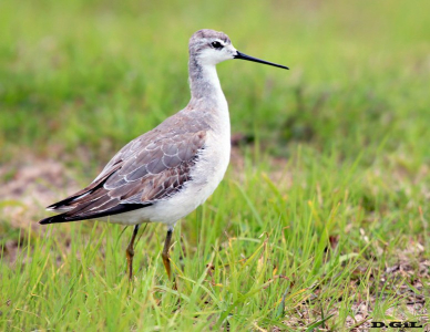 FALAROPO COMÚN (Phalaropus tricolor) - Faro de Punta Carretas-MONTEVIDEO (Setiembre 2011)