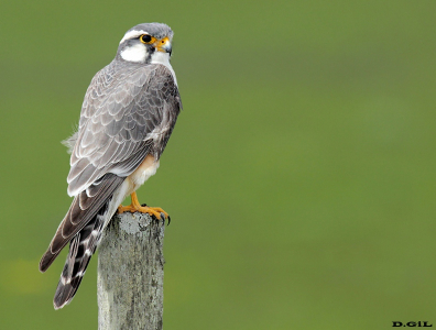 HALCÓN PLOMIZO (Falco femoralis) - Velàzquez - ROCHA (Diciembre 2016)
