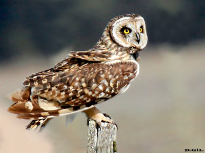 LECHUZÓN DE CAMPO (Asio flammeus) - Campo cercano a Paso Mauricio - SAN JOSÈ (Octubre 2011)