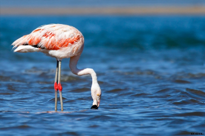 FLAMENCO AUSTRAL (Phoenicopterus chilensis) - Arroyo Maldonado - MALDONADO (Abril 2024)