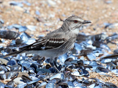 VIUDITA GRIS (Nengetus cinereus) - Josè Ignacio - MALDONADO (Febrero 2014)