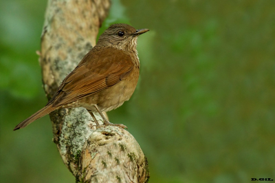 SABIA MISIONERO (Turdus leucomelas) - Rìo de Janeiro - BRASIL (Julio 2019)