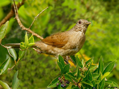 SABIA MISIONERO (Turdus leucomelas) - Bahìa - BRASIL (Octubre 2015)
