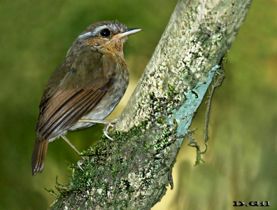 CHUPADIENTES (Conopophaga lineata) - Paso Centurión - CERRO LARGO (Diciembre 2014)