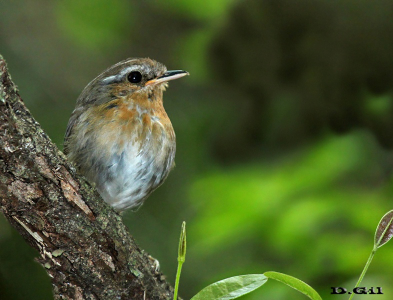 CHUPADIENTES (Conopophaga lineata) - Paso Centurión - CERRO LARGO (Diciembre 2014)