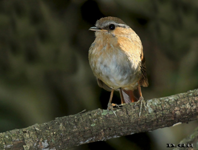 CHUPADIENTES (Conopophaga lineata) - Paso Centurión - CERRO LARGO (Diciembre 2014)
