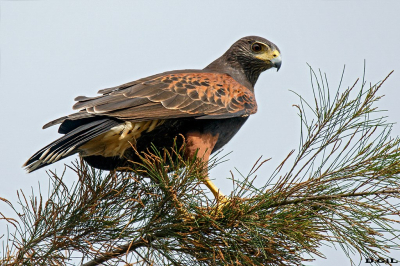 GAVILÁN MIXTO (Parabuteo unicinctus) - Rincòn de Melilla - MONTEVIDEO (Febrero 2024)