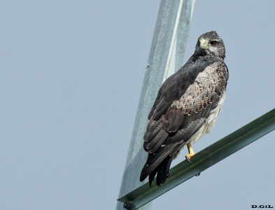 AGUILA MORA (Geranoaetus melanoleucus) - Sierra de los Caracoles - MALDONADO (Febrero 2014)
