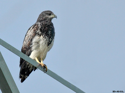 AGUILA MORA (Geranoaetus melanoleucus) - Sierra de los Caracoles - MALDONADO (Febrero 2014)