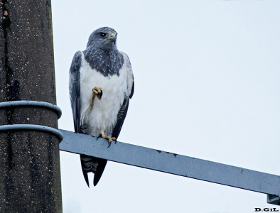 AGUILA MORA (Geranoaetus melanoleucus) - Ruta 26 - PAYSANDU (Mayo 2014)
