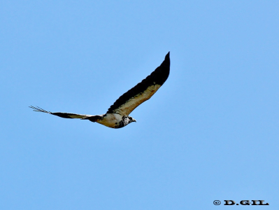 AGUILA MORA (Geranoaetus melanoleucus) - Sobrevolando Río Yi - DURAZNO (Abril 2011)
