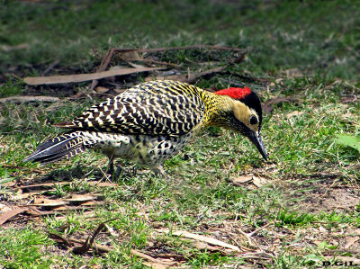 CARPINTERO NUCA ROJA (Colaptes melanochloros)  - Parque lecocq-MONTEVIDEO (Octubre 2009)