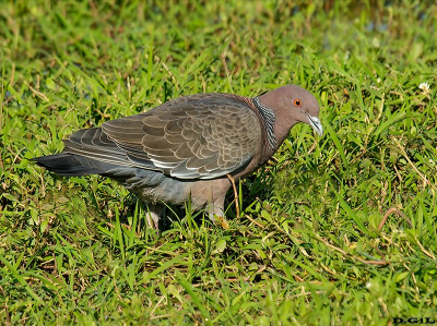 PALOMA DE MONTE (Patagioenas picazuro) - Jardin Botánico-MONTEVIDEO (Octubre 2010)