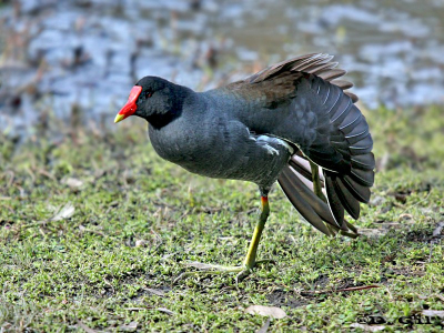 POLLA DE AGUA (Gallinula galeata) - Bañadito Santiago Vazquez-MONTEVIDEO (Setiembre 2009)