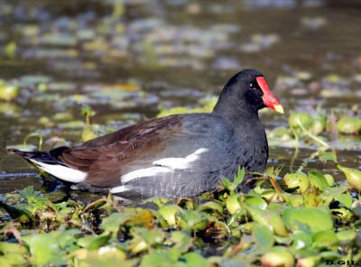 POLLA DE AGUA (Gallinula galeata) - Parque Rivera-MONTEVIDEO (Junio 2011)