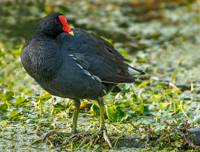 POLLA DE AGUA (Gallinula galeata) - Playa Penino - SAN JOSÈ (Marzo 2014)