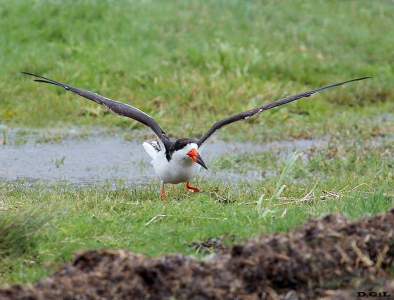 RAYADOR (Rynchops niger) - Faro de Punta Carretas-MONTEVIDEO (Octubre 2012)