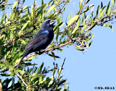 REINA MORA (Cyanoloxia brissonii) - (Macho) Estancia la Palma-ARTIGAS (Noviembre 2010)