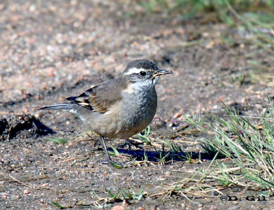 REMOLINERA (Cinclodes fuscus)  - Humedales del Santa Lucía-MONTEVIDEO (Mayo 2011)