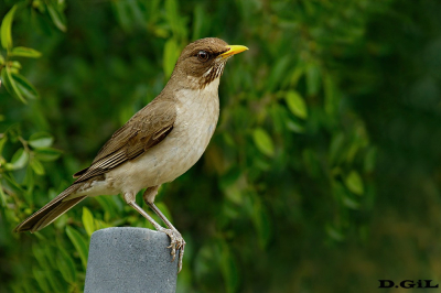 SABIA COMÚN (Turdus amaurochalinus) - El Colorado - CANELONES - (Octubre 2021)
