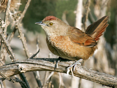 TIOTÍO COMÚN (Phacellodomus striaticollis) - Rincon de Vignoli-FLORIDA (Mayo 2010)