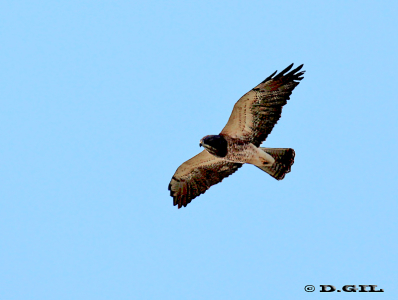 AGUILUCHO LANGOSTERO (Buteo swainsoni) - Sobrevolando ruta 3 km 220-FLORES (Febrero 2012)