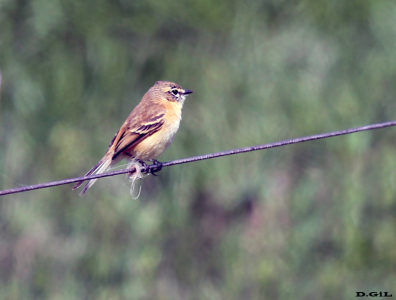 TACHURÍ CANELA (Polystictus pectoralis) - (Hembra) Campo sobre Aº El Tigre-SAN JOSE (Octubre 2011)