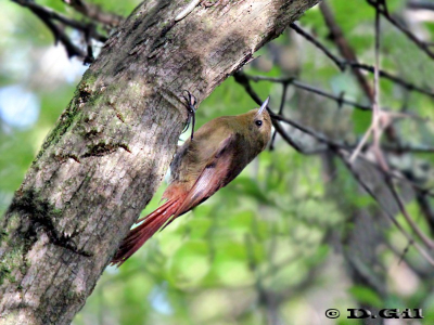 TAREFERO (Sittasomus griseicapillus) - Paso Paiva-CERRO LARGO (Noviembre 2011)