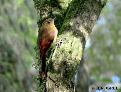 TAREFERO (Sittasomus griseicapillus) - Paso Paiva-CERRO LARGO (Noviembre 2011)