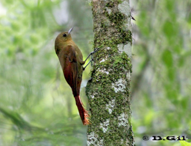 TAREFERO (Sittasomus griseicapillus) - Paso Centurión-CERRO LARGO (Noviembre 2011)