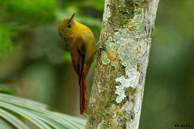 TAREFERO (Sittasomus griseicapillus) - Rìo de Janeiro - BRASIL (Julio 2019)