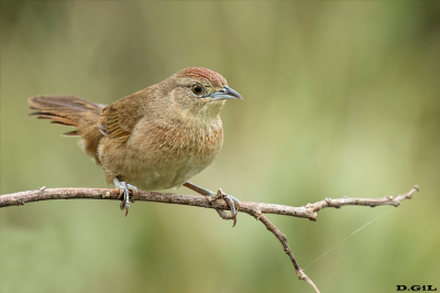 TIOTÍO COMÚN (Phacellodomus striaticollis) - Aguas Blancas - LAVALLEJA (Marzo 2018)