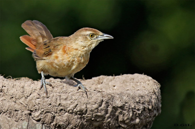 TIOTÍO COMÚN (Phacellodomus striaticollis) - Puntas del Tigre - SAN JOSÈ (Junio 2017)