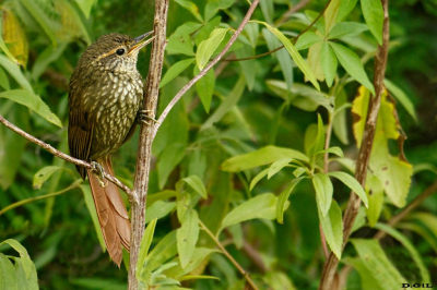 TITIRÍ (Syndactyla rufosuperciliata) - Rincòn de Melilla - MONTEVIDEO (Abril 2024)