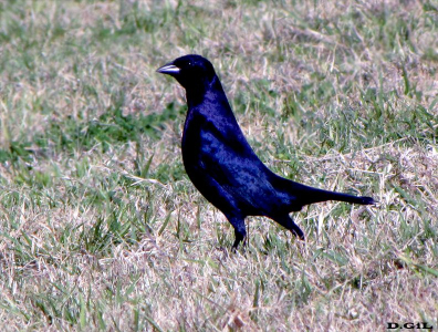 TORDO COMÚN (Molothrus bonariensis) - Faro de Punta Carretas-MONTEVIDEO (Agosto 2009)